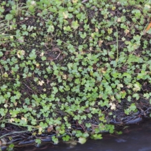 Hydrocotyle tripartita at Tuggeranong DC, ACT - 8 Jul 2017