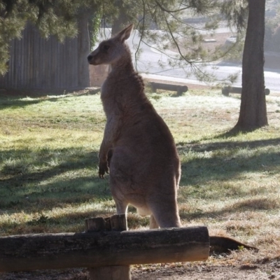 Macropus giganteus (Eastern Grey Kangaroo) at Macarthur, ACT - 27 Jun 2019 by RodDeb
