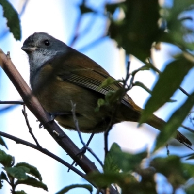 Pachycephala olivacea (Olive Whistler) at Paddys River, ACT - 25 Jun 2019 by RodDeb