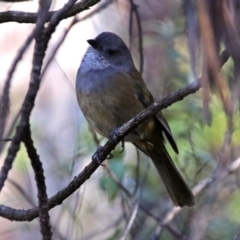 Pachycephala olivacea at Paddys River, ACT - 25 Jun 2019