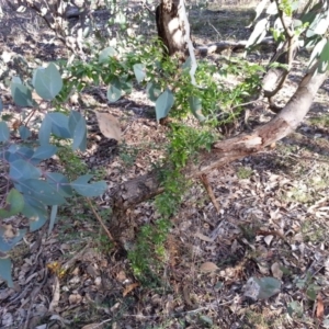 Asparagus asparagoides at Campbell, ACT - 29 Jun 2019