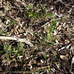 Asparagus asparagoides at Campbell, ACT - 29 Jun 2019