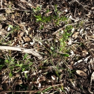 Asparagus asparagoides at Campbell, ACT - 29 Jun 2019