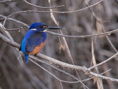 Ceyx azureus (Azure Kingfisher) at Tuggeranong DC, ACT - 29 Jun 2019 by rawshorty