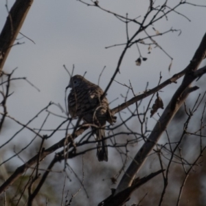 Geopelia placida at Tennent, ACT - 29 Jun 2019 09:02 AM