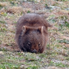 Vombatus ursinus (Bare-nosed Wombat) at Gordon, ACT - 29 Jun 2019 by RodDeb