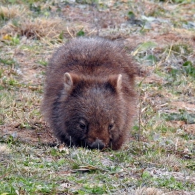Vombatus ursinus (Common wombat, Bare-nosed Wombat) at Gordon, ACT - 29 Jun 2019 by RodDeb