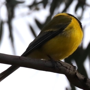 Pachycephala pectoralis at Majura, ACT - 29 Jun 2019