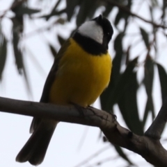 Pachycephala pectoralis at Majura, ACT - 29 Jun 2019 03:52 PM