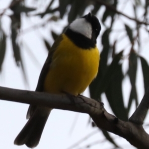 Pachycephala pectoralis at Majura, ACT - 29 Jun 2019