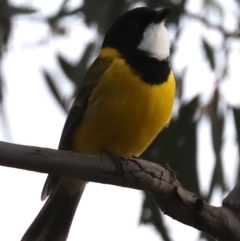 Pachycephala pectoralis at Majura, ACT - 29 Jun 2019