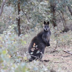 Wallabia bicolor at Ainslie, ACT - 28 Jun 2019