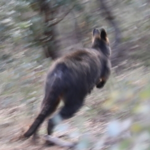 Wallabia bicolor at Ainslie, ACT - 28 Jun 2019