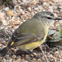 Acanthiza chrysorrhoa (Yellow-rumped Thornbill) at Fyshwick, ACT - 28 Jun 2019 by jb2602