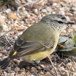 Acanthiza chrysorrhoa at Fyshwick, ACT - 28 Jun 2019 10:08 AM