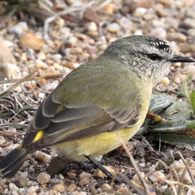 Acanthiza chrysorrhoa (Yellow-rumped Thornbill) at Fyshwick, ACT - 28 Jun 2019 by jb2602