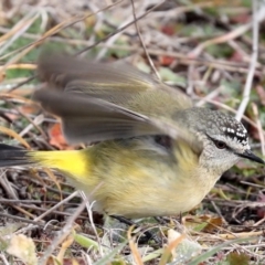 Acanthiza chrysorrhoa at Fyshwick, ACT - 28 Jun 2019 10:08 AM