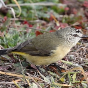 Acanthiza chrysorrhoa at Fyshwick, ACT - 28 Jun 2019 10:08 AM