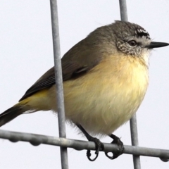 Acanthiza chrysorrhoa at Fyshwick, ACT - 28 Jun 2019 10:08 AM