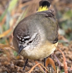 Acanthiza chrysorrhoa at Fyshwick, ACT - 28 Jun 2019 10:08 AM