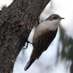 Cormobates leucophaea at Majura, ACT - 29 Jun 2019