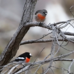 Petroica boodang (Scarlet Robin) at Majura, ACT - 29 Jun 2019 by jb2602