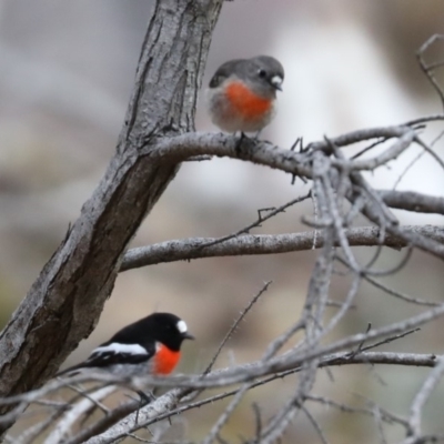 Petroica boodang (Scarlet Robin) at Majura, ACT - 29 Jun 2019 by jbromilow50