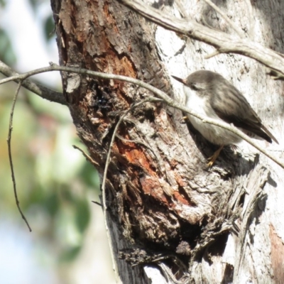 Daphoenositta chrysoptera (Varied Sittella) at Stony Creek Nature Reserve - 29 Jun 2019 by KumikoCallaway