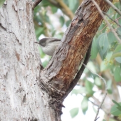 Daphoenositta chrysoptera at Carwoola, NSW - 29 Jun 2019 10:15 AM