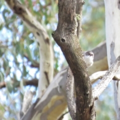 Daphoenositta chrysoptera at Carwoola, NSW - 29 Jun 2019 10:15 AM