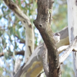 Daphoenositta chrysoptera at Carwoola, NSW - 29 Jun 2019 10:15 AM