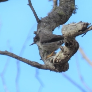 Daphoenositta chrysoptera at Carwoola, NSW - 29 Jun 2019 10:15 AM