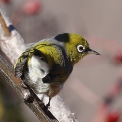 Zosterops lateralis (Silvereye) at Fyshwick, ACT - 28 Jun 2019 by jb2602