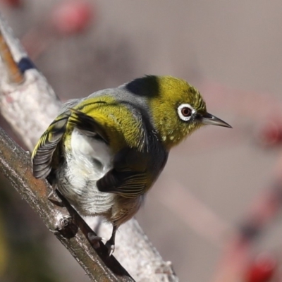 Zosterops lateralis (Silvereye) at Fyshwick, ACT - 28 Jun 2019 by jb2602
