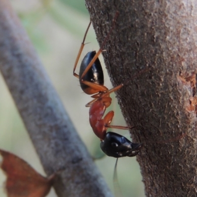 Camponotus consobrinus (Banded sugar ant) at Tuggeranong DC, ACT - 3 Apr 2019 by MichaelBedingfield