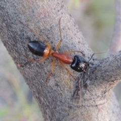 Camponotus consobrinus at Tuggeranong DC, ACT - 3 Apr 2019 07:52 PM