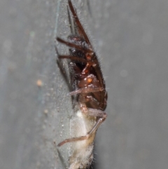 Clubiona sp. (genus) (Unidentified Stout Sac Spider) at Hackett, ACT - 26 Jun 2019 by TimL