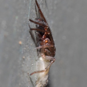 Clubiona sp. (genus) at Hackett, ACT - 26 Jun 2019 12:09 PM