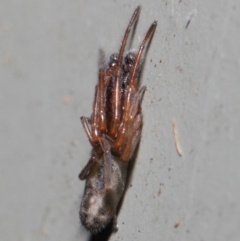 Clubiona sp. (genus) at Hackett, ACT - 26 Jun 2019 12:09 PM