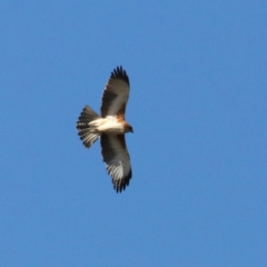 Hieraaetus morphnoides (Little Eagle) at Fyshwick, ACT - 30 Jun 2019 by redsnow