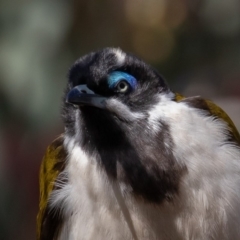 Entomyzon cyanotis (Blue-faced Honeyeater) at Hall, ACT - 30 Jun 2019 by rawshorty