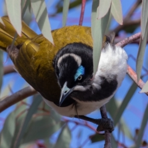 Entomyzon cyanotis at Hall, ACT - 30 Jun 2019 10:44 AM