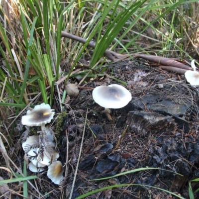 Omphalotus nidiformis (Ghost Fungus) at Shoalhaven Heads, NSW - 29 Jun 2019 by Nurjahan