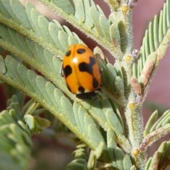 Hippodamia variegata (Spotted Amber Ladybird) at Tharwa, ACT - 29 Jun 2019 by Christine