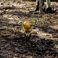 Vulpes vulpes at Gungahlin, ACT - 30 Jun 2019