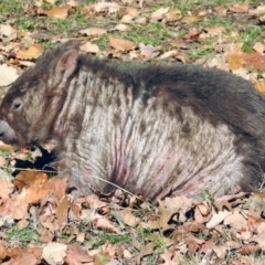 Vombatus ursinus (Bare-nosed Wombat) at Tuggeranong DC, ACT - 30 Jun 2019 by RodDeb