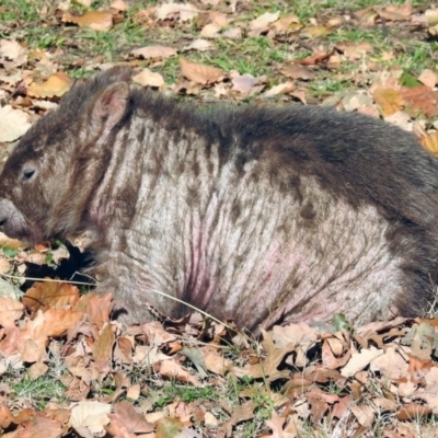 Vombatus ursinus (Bare-nosed Wombat) at Tuggeranong DC, ACT - 30 Jun 2019 by RodDeb