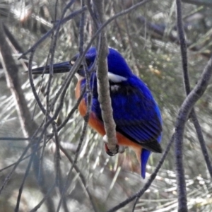 Ceyx azureus at Tuggeranong DC, ACT - 30 Jun 2019 01:05 PM