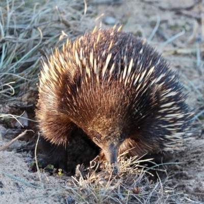 Tachyglossus aculeatus (Short-beaked Echidna) at Bournda, NSW - 30 Jun 2019 by RossMannell