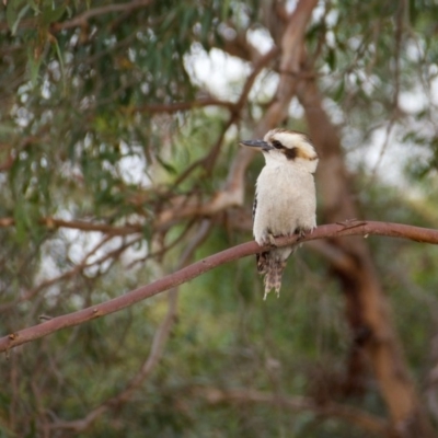 Dacelo novaeguineae (Laughing Kookaburra) at Florey, ACT - 5 Dec 2018 by b
